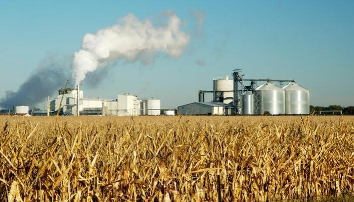 Campo de maíz, biomasa para biocombustibles